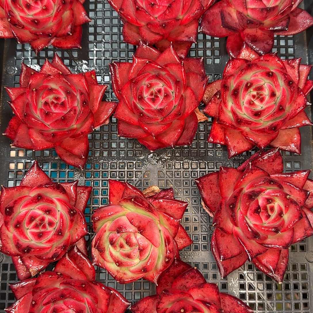 从前慢花园多肉编号粉钻