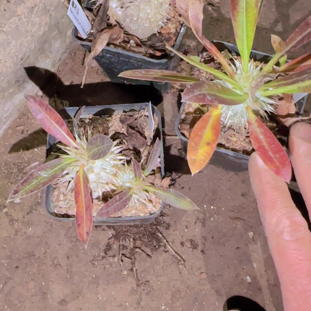 M***n块根植物块根植物