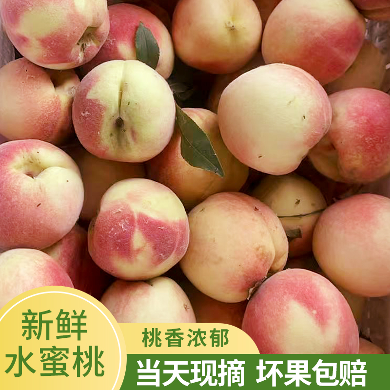 【买三斤送两斤】净重4.5斤 山东永莲金秋水蜜桃现摘现发脆甜多汁