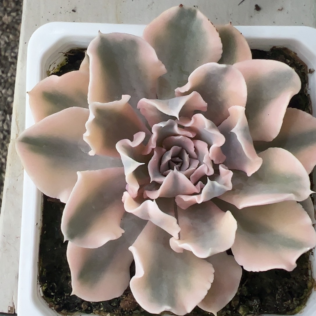 利比里亚锦满38包邮