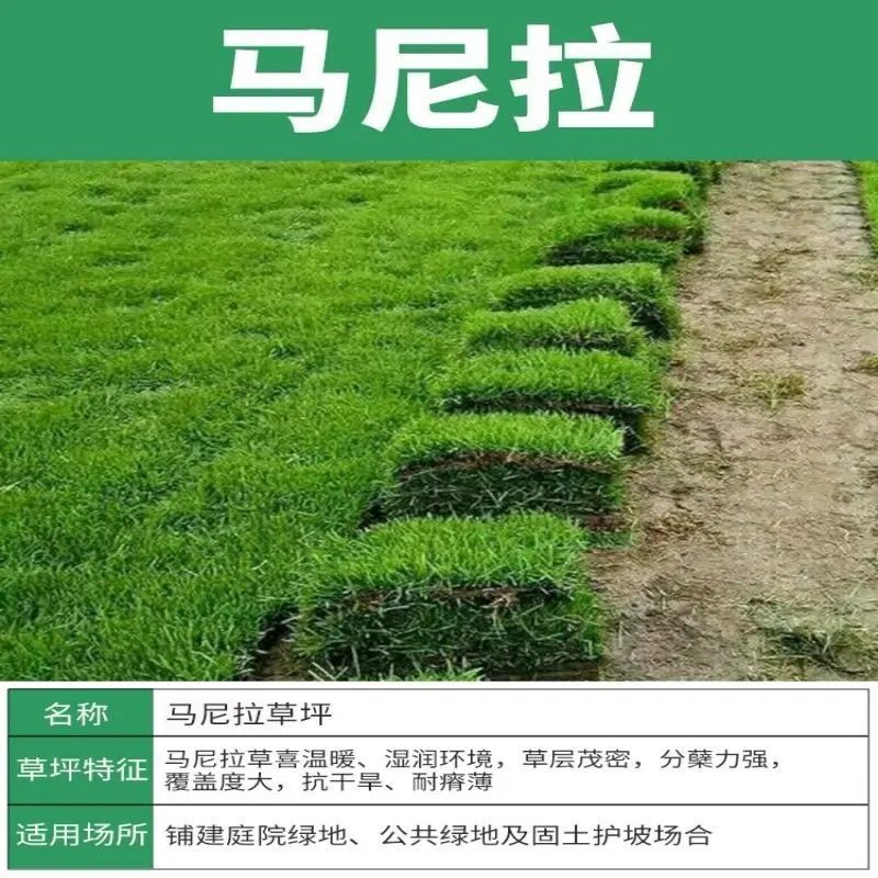 马尼拉草皮真草坪带泥土剪股颖花园绿化庭院四季青草皮果岭草带土