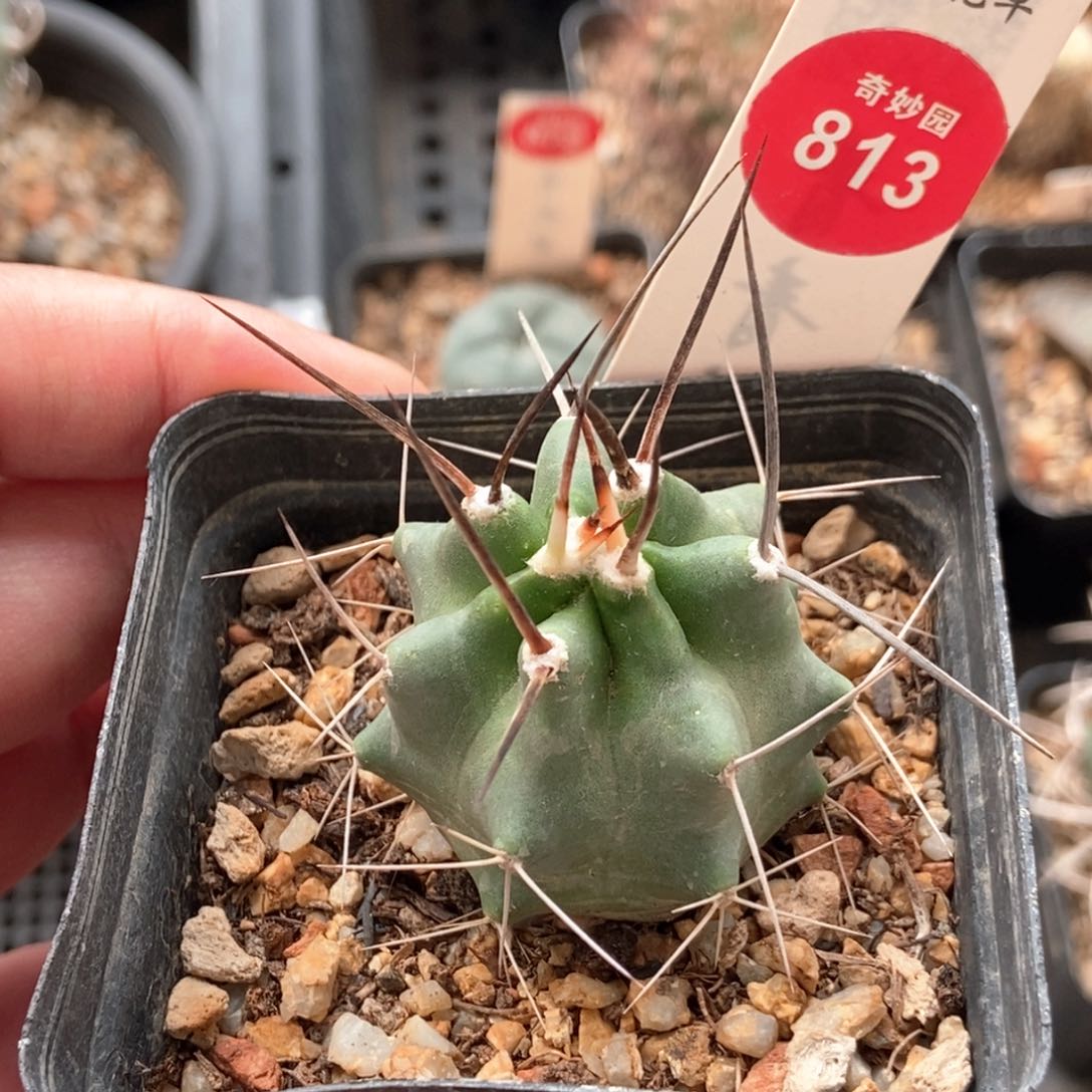 实生狂刺少刺虾一棵仙人球
