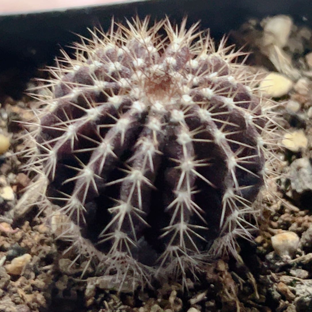 紫皮尤伯球实生仙人球