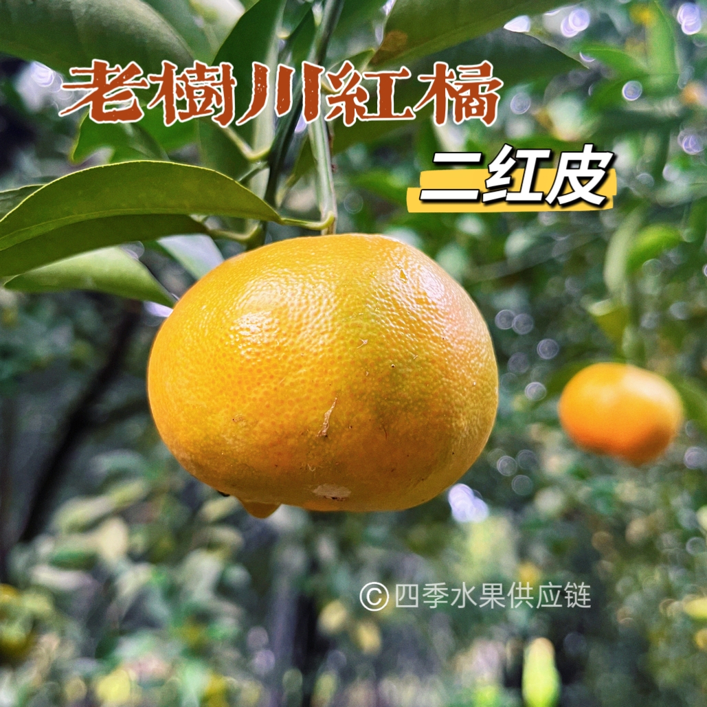 【川红橘二红皮】古红橘百年老树四川古红橘二红 陈皮原料