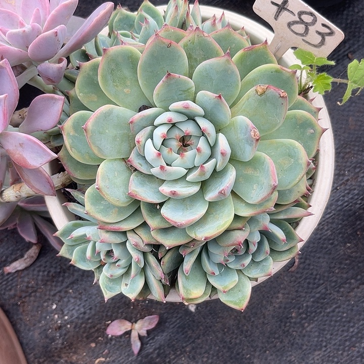 晨语多肉，一物一拍吉娃娃83