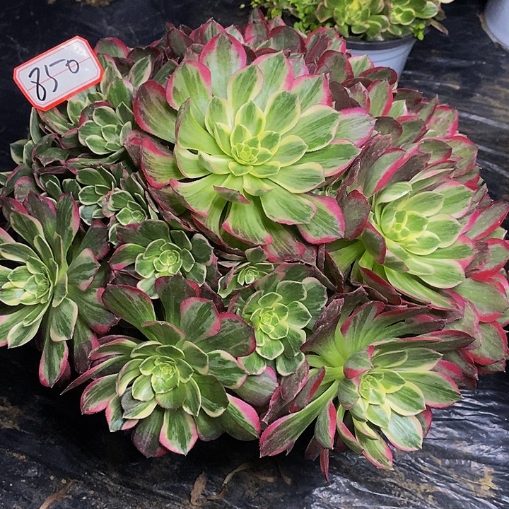 万花筒老桩捧花850号