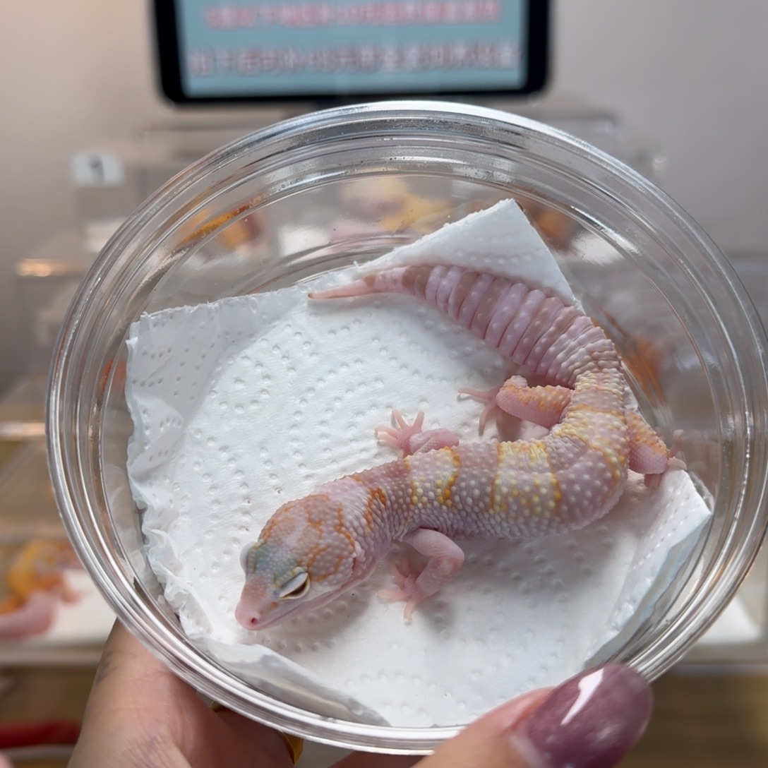 豹纹守宫白黄雪花蜡笔川普母