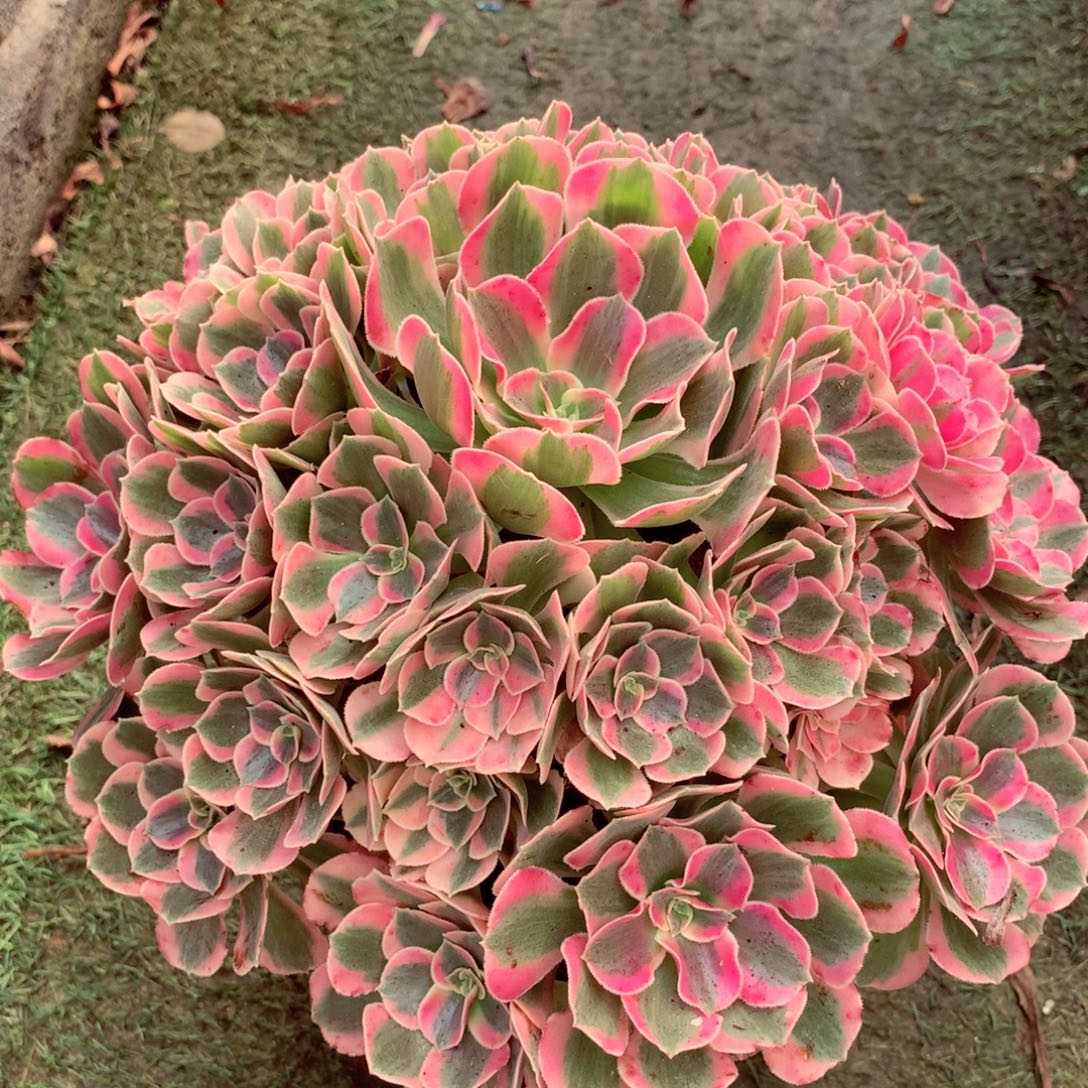 粉女郎，多肉植物的