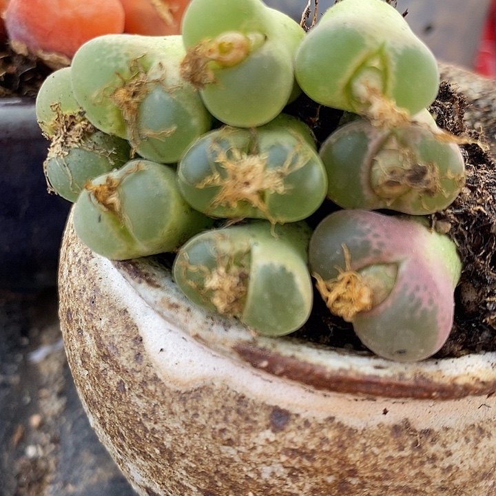 417粉红女郎风铃一组。 