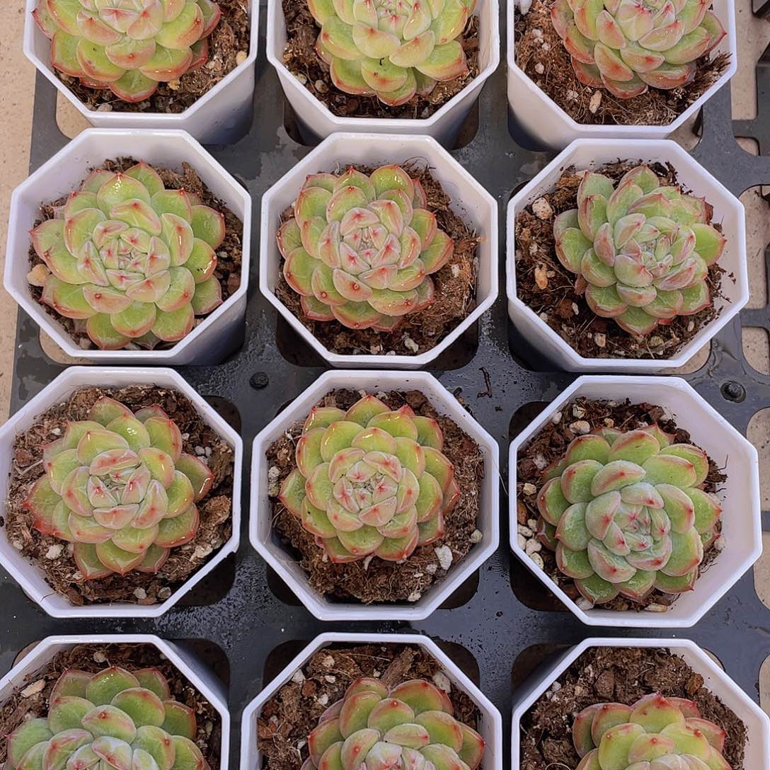 量拍56号 雪花珍妮单头一个