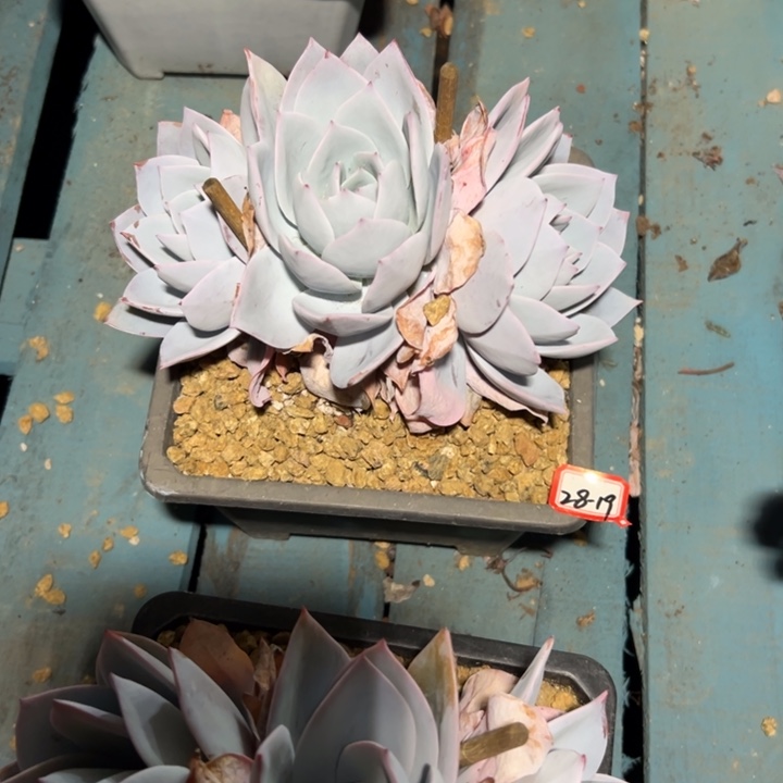 精品多肉植物老桩白莲缀