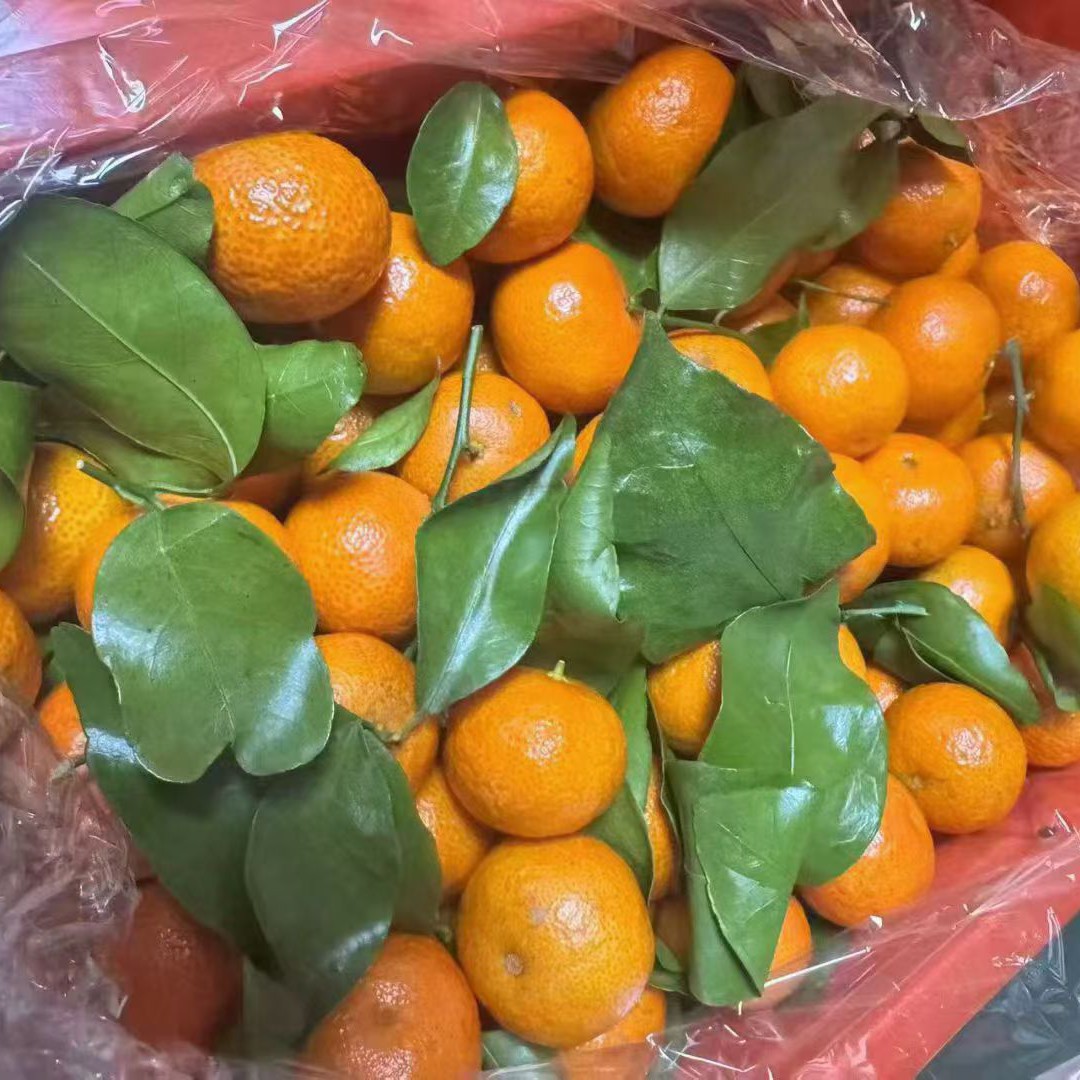 沈记沙糖桔1筐