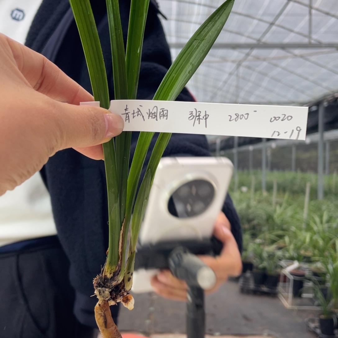 丹***金完全开放青城烟雨寄养