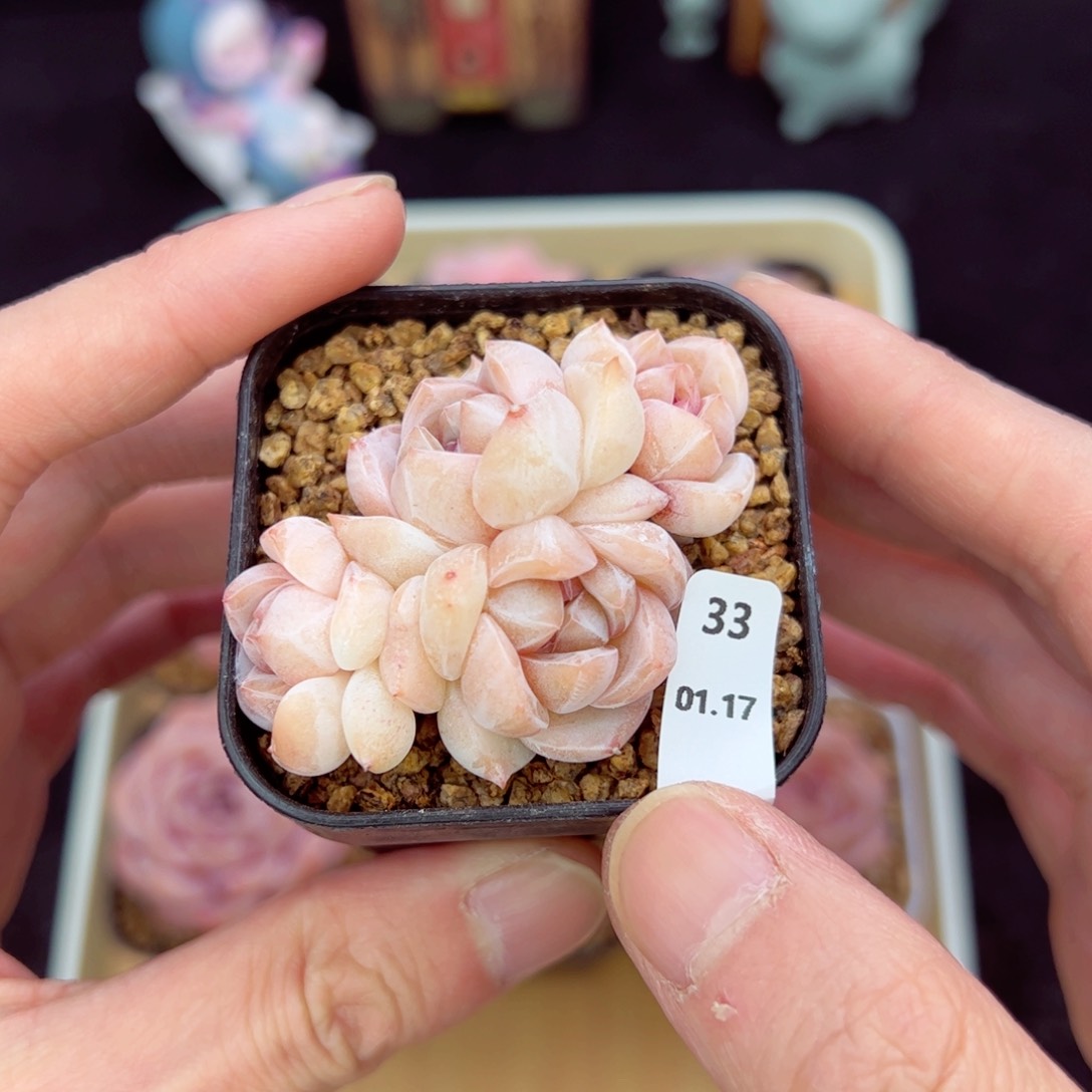 优刚毅33、哈哈哈哈