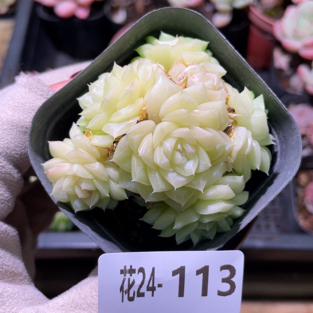 花利美24-113白天鹅