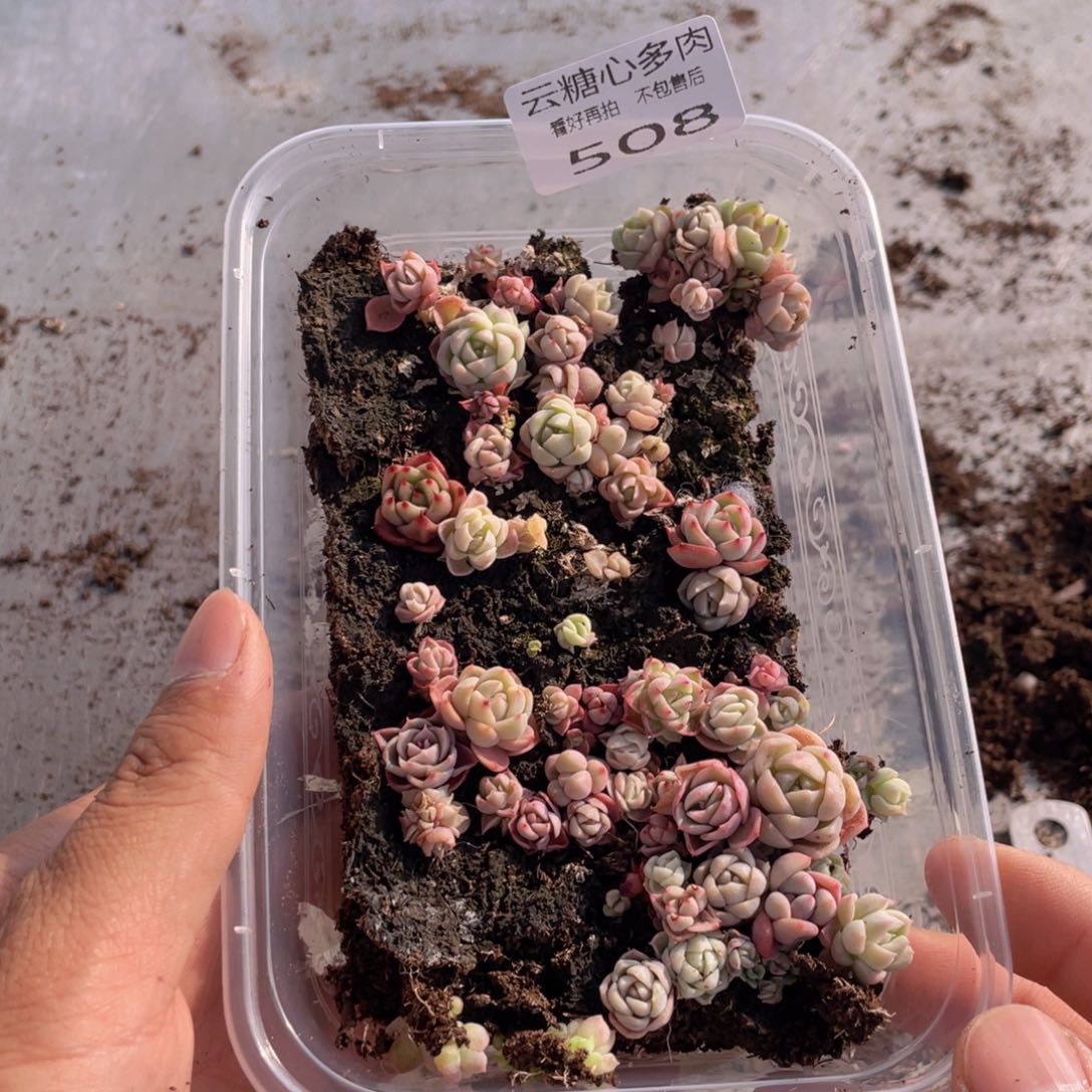 云糖心多肉植物508