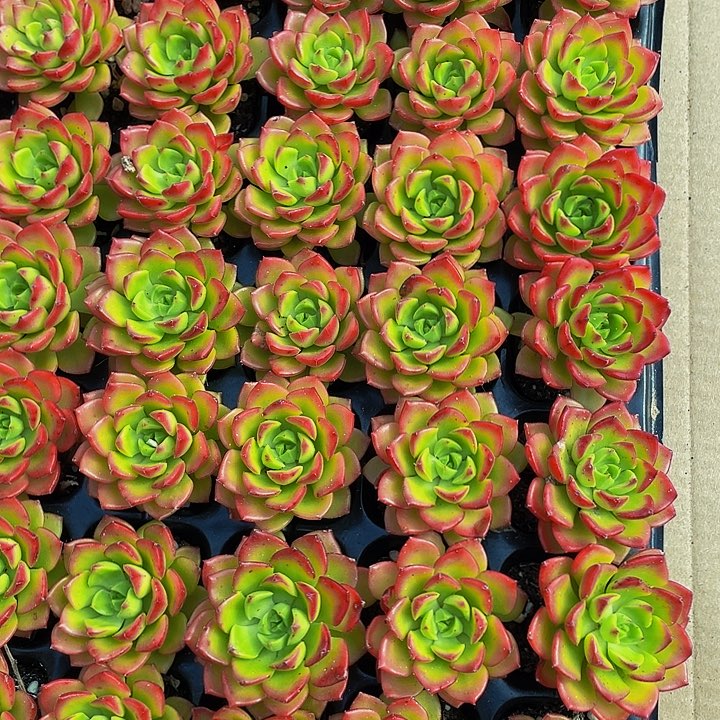 小蒂亚1.5带土发货