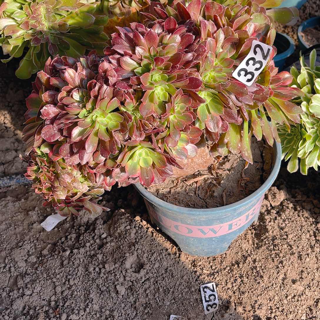 法师法师15-24包邮法师