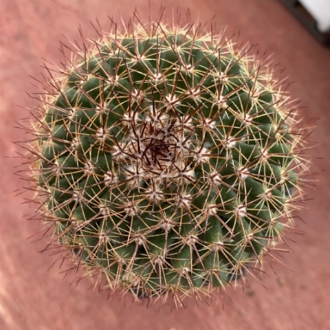 乳突单头6仙人球