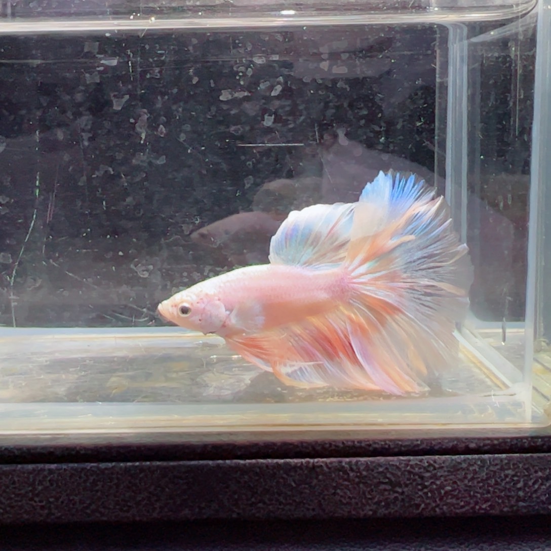 斗鱼浅色特殊尾hhhh