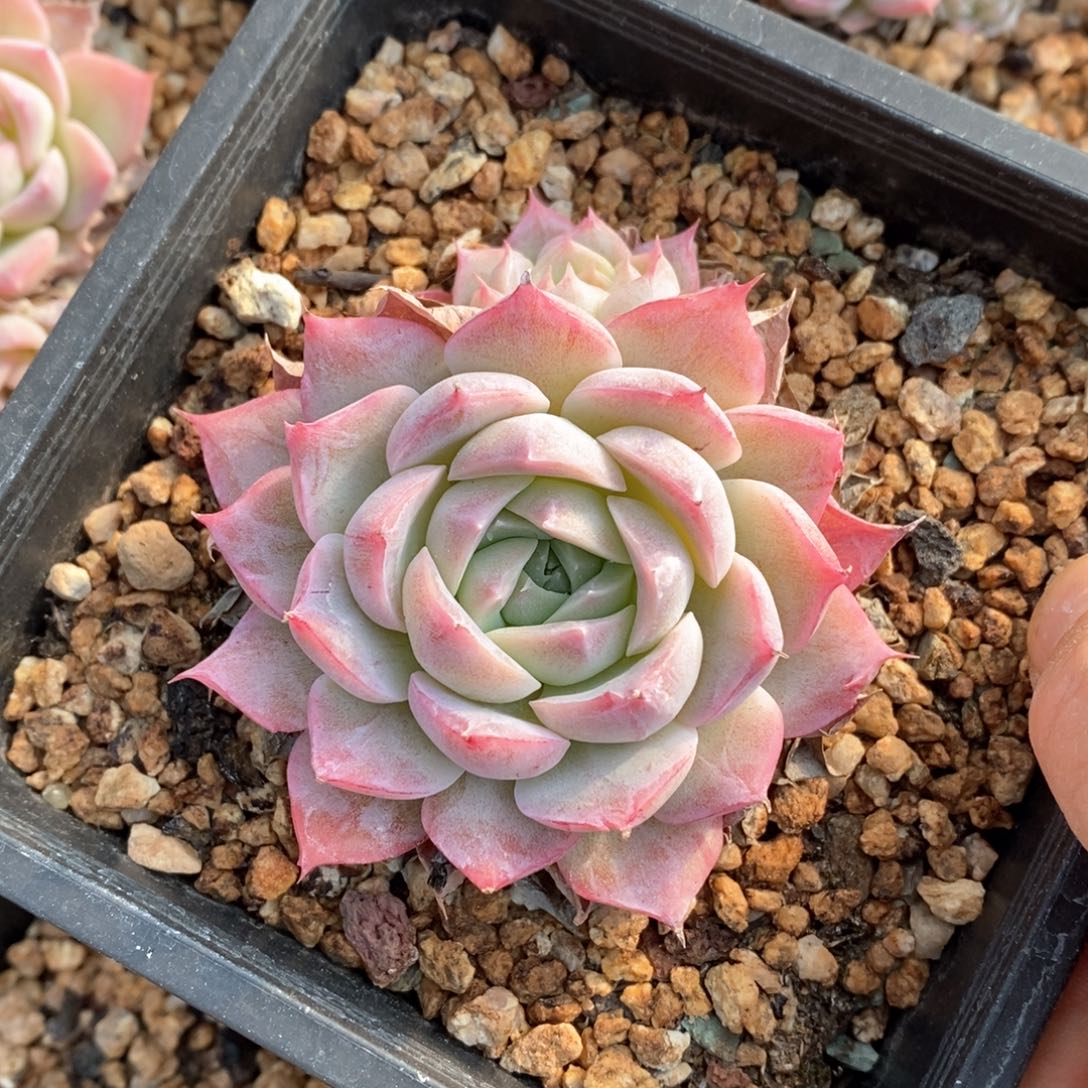 精品多肉一物一拍不包整211