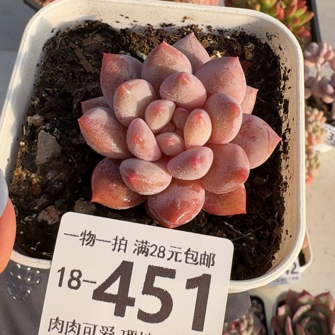 半夏无盆土发货无盆