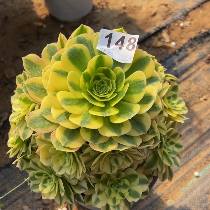 金丝翡翠多肉植物148