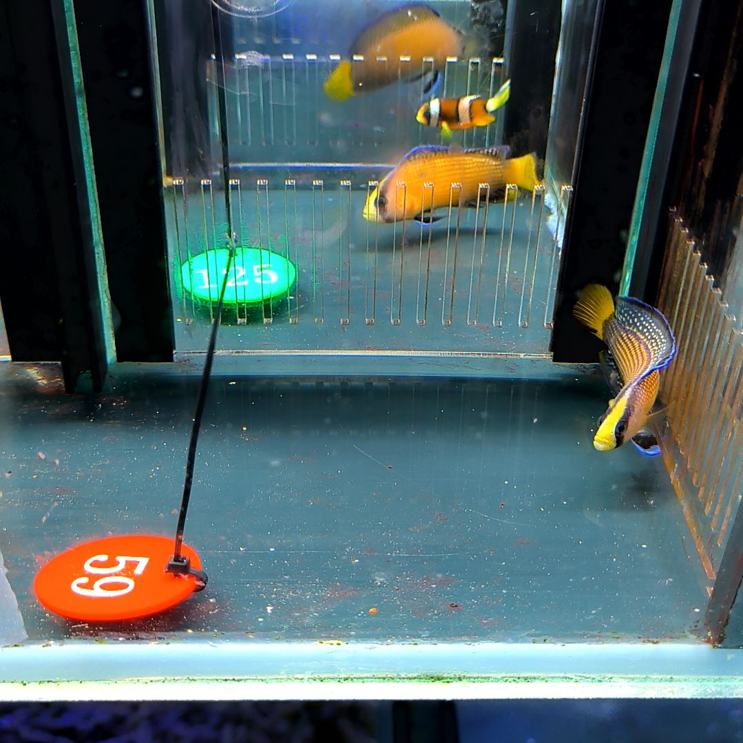 海水鱼闪电草莓7+/5-44-59