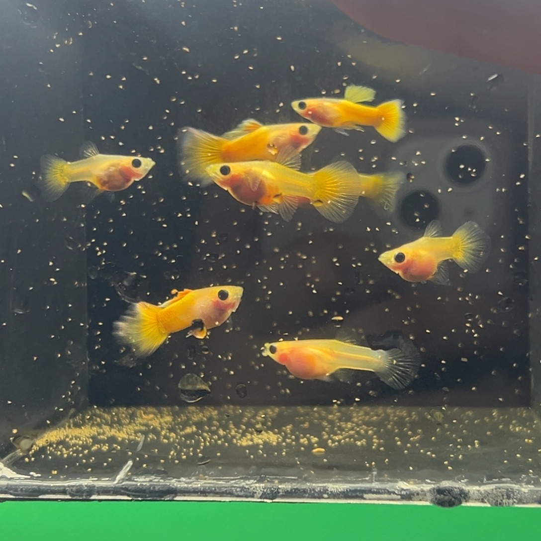 孔雀鱼黄金玻璃猫8条