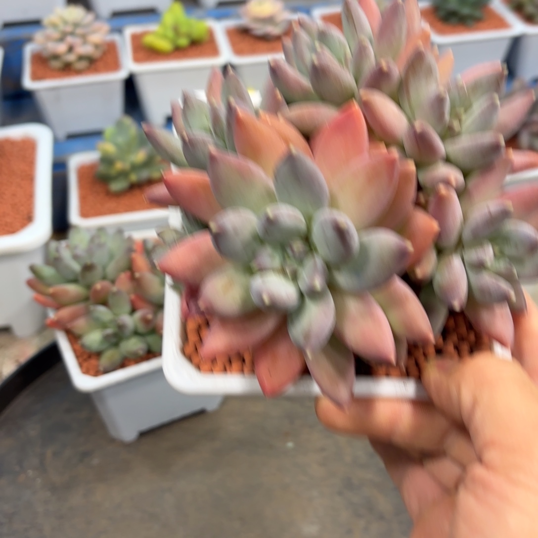 多肉植物松果杂交美人