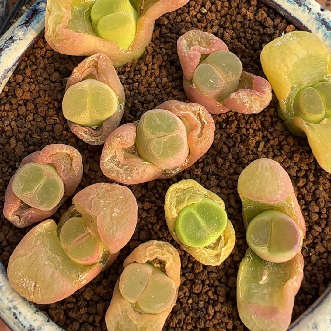 量拍粉红女郎风铃母本一颗