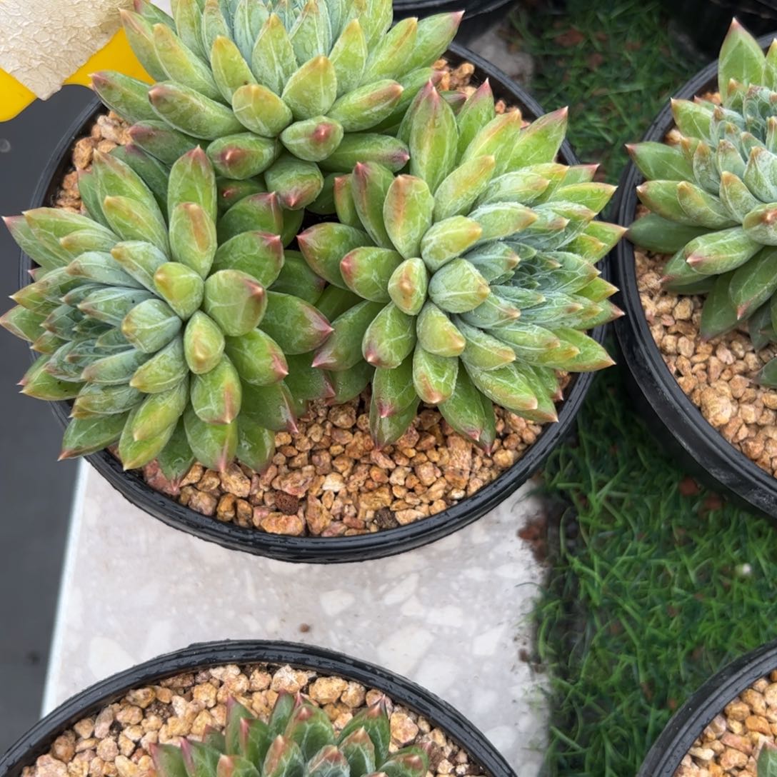 陨石多肉植物保护研究所