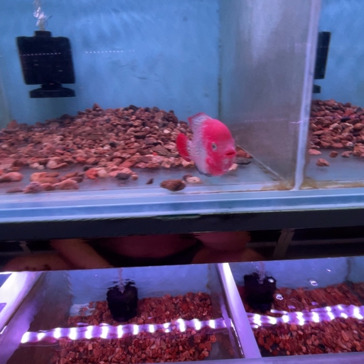 罗汉鱼精品古典罗汉鱼