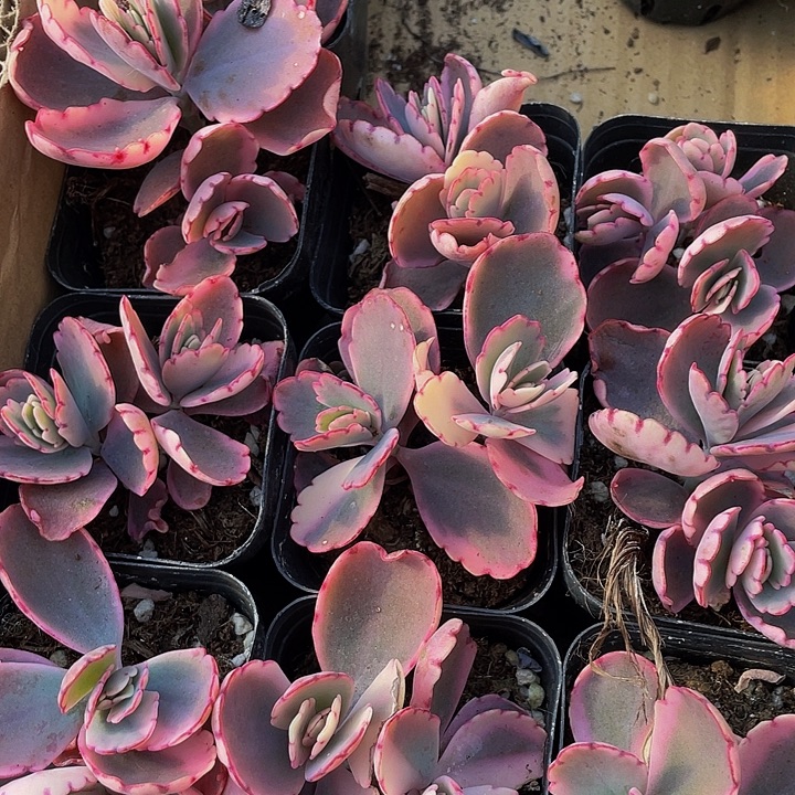 双头蝴蝶之舞锦带盆