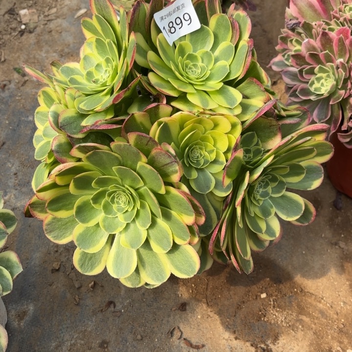 万奶白锦多肉法师1988