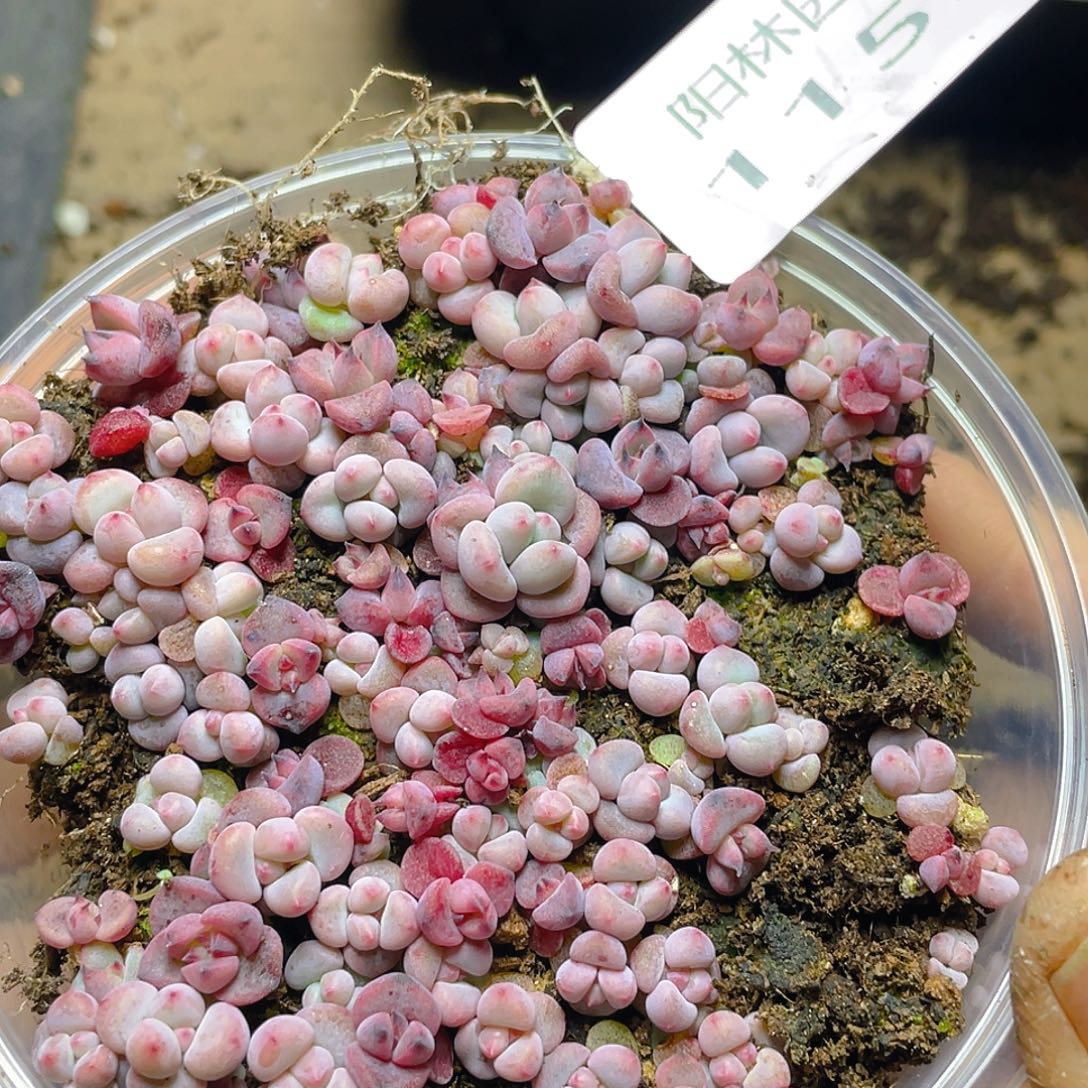 多肉植物多肉植物1159