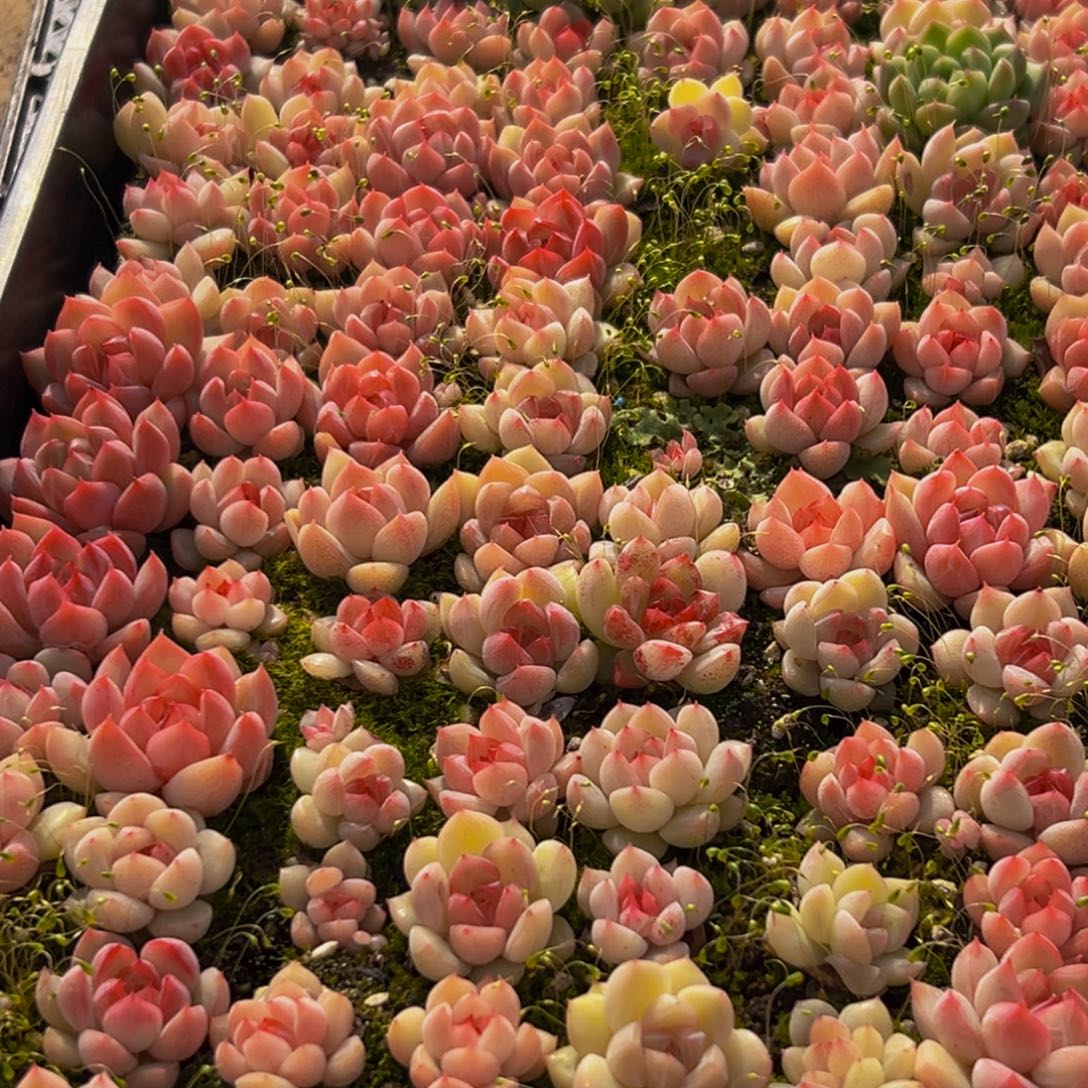 净***净739发的断断续续尺寸