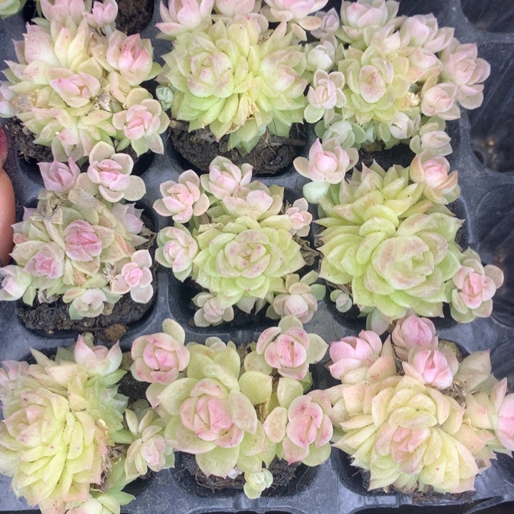 蝴蝶叶  5颗   包邮  多肉  （满9.99包邮不满9.99发空盆）