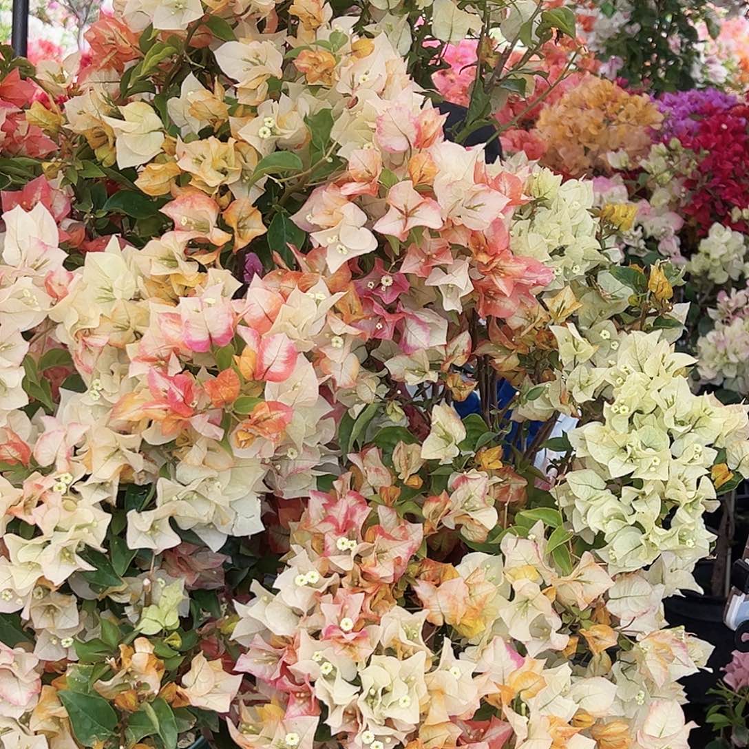 大部分花苞少量开放浅彩虹带竹一棵