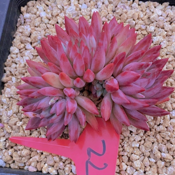 在家里面吃饭的吗