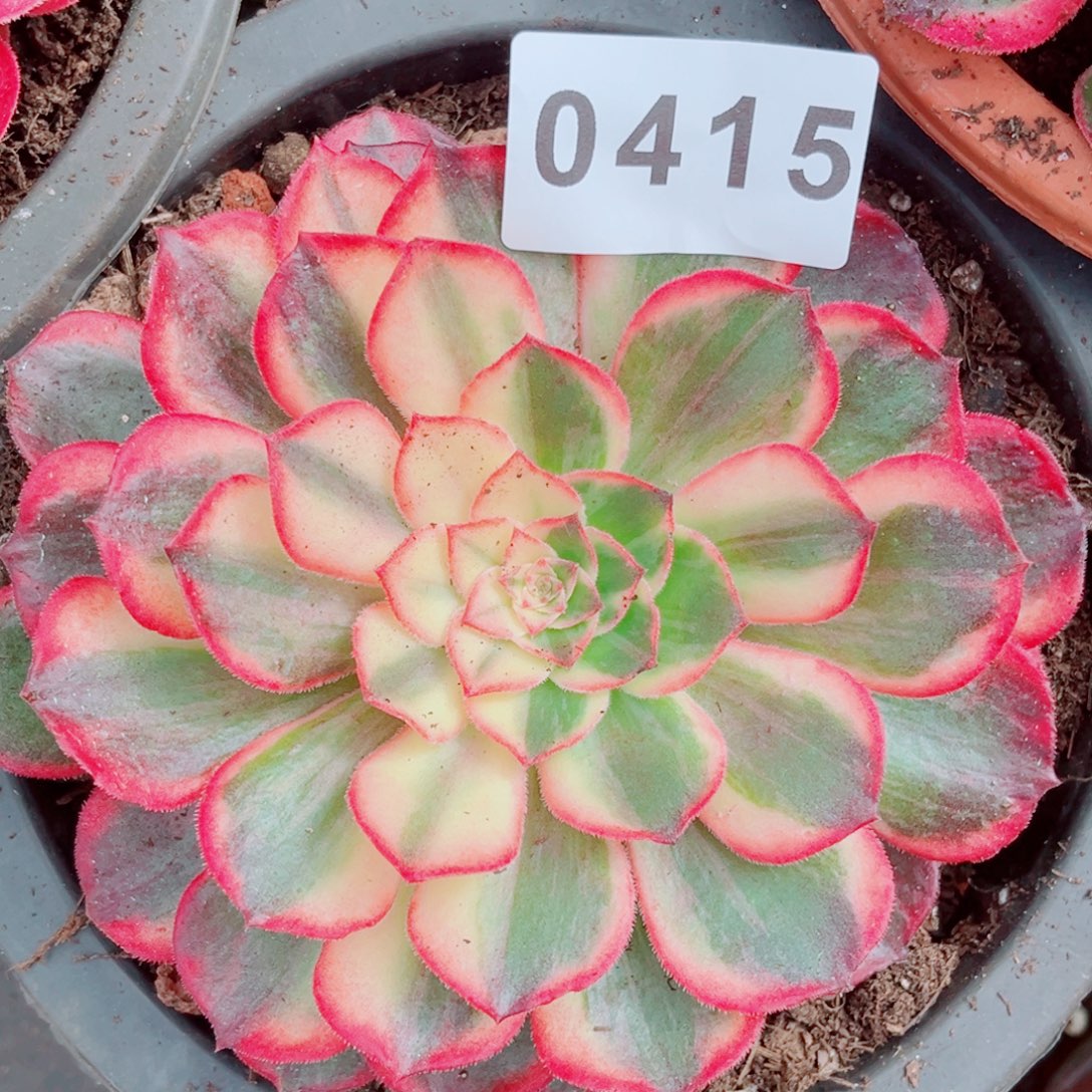 新品黑魔锦花脸多肉