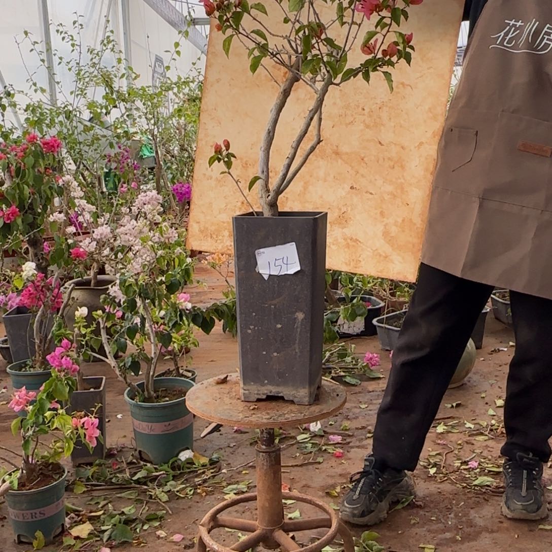 大部分开放少量花苞变色龙 154脱