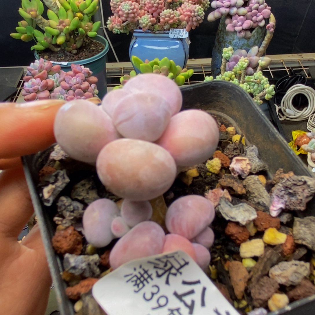 517橙奶多肉肉3c m