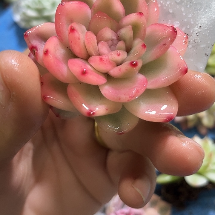 248冰月亮粉透腹轮无根大
