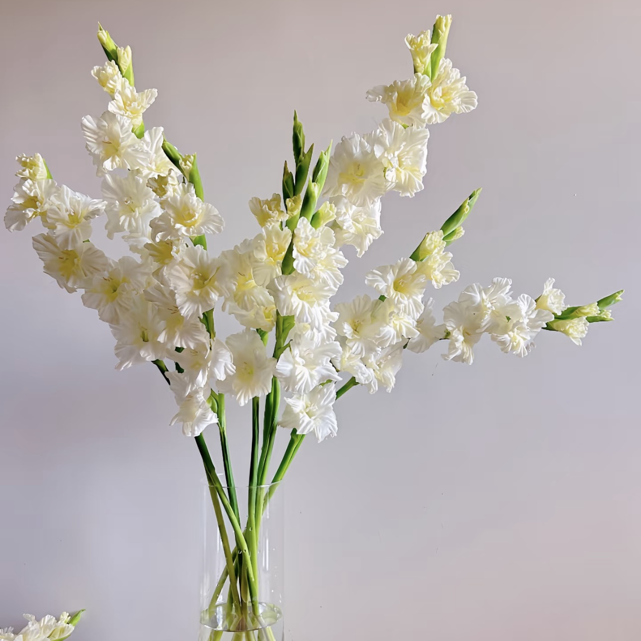 【杨鹏鲜花】水晶糖果 剑兰 云南鲜花包邮