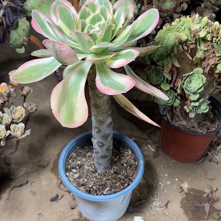 多肉植物法师艳姿金10