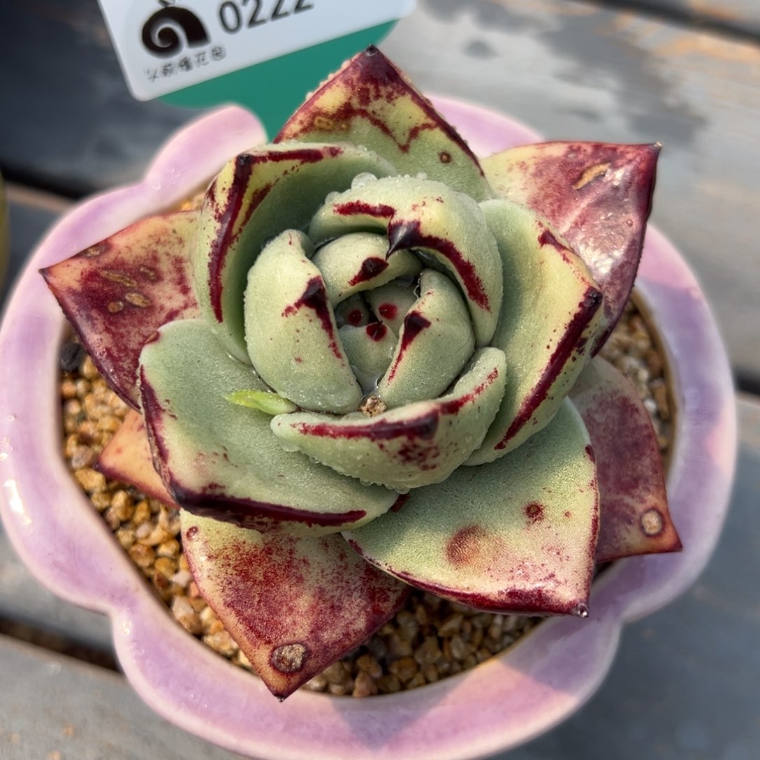 从前慢多肉精选编号0222.327