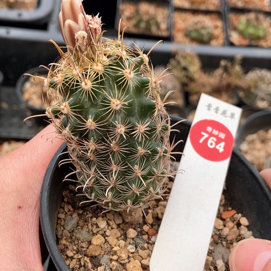 实生母本金罗莎一颗仙人球