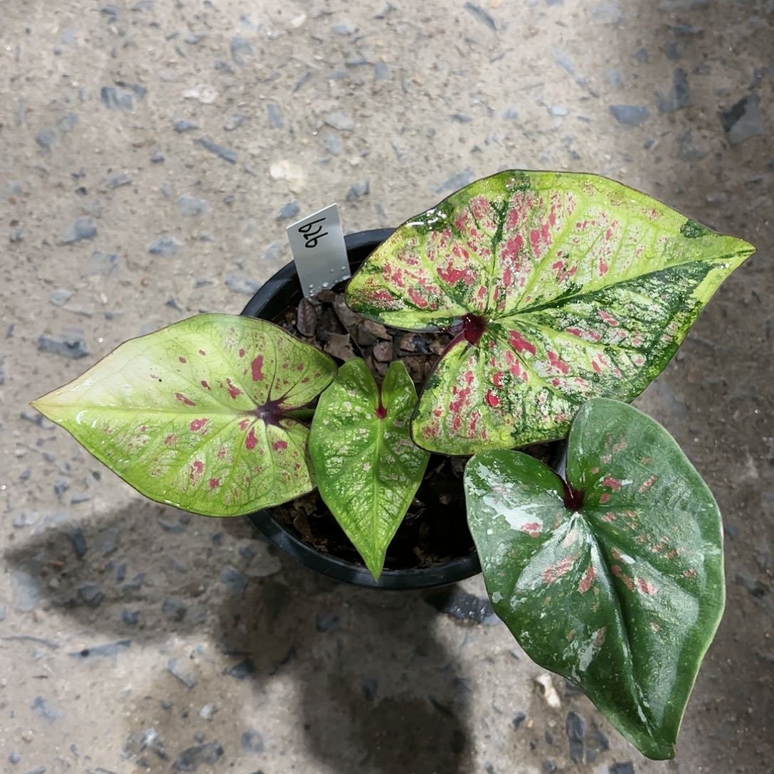 626-0121彩叶芋泰国发货