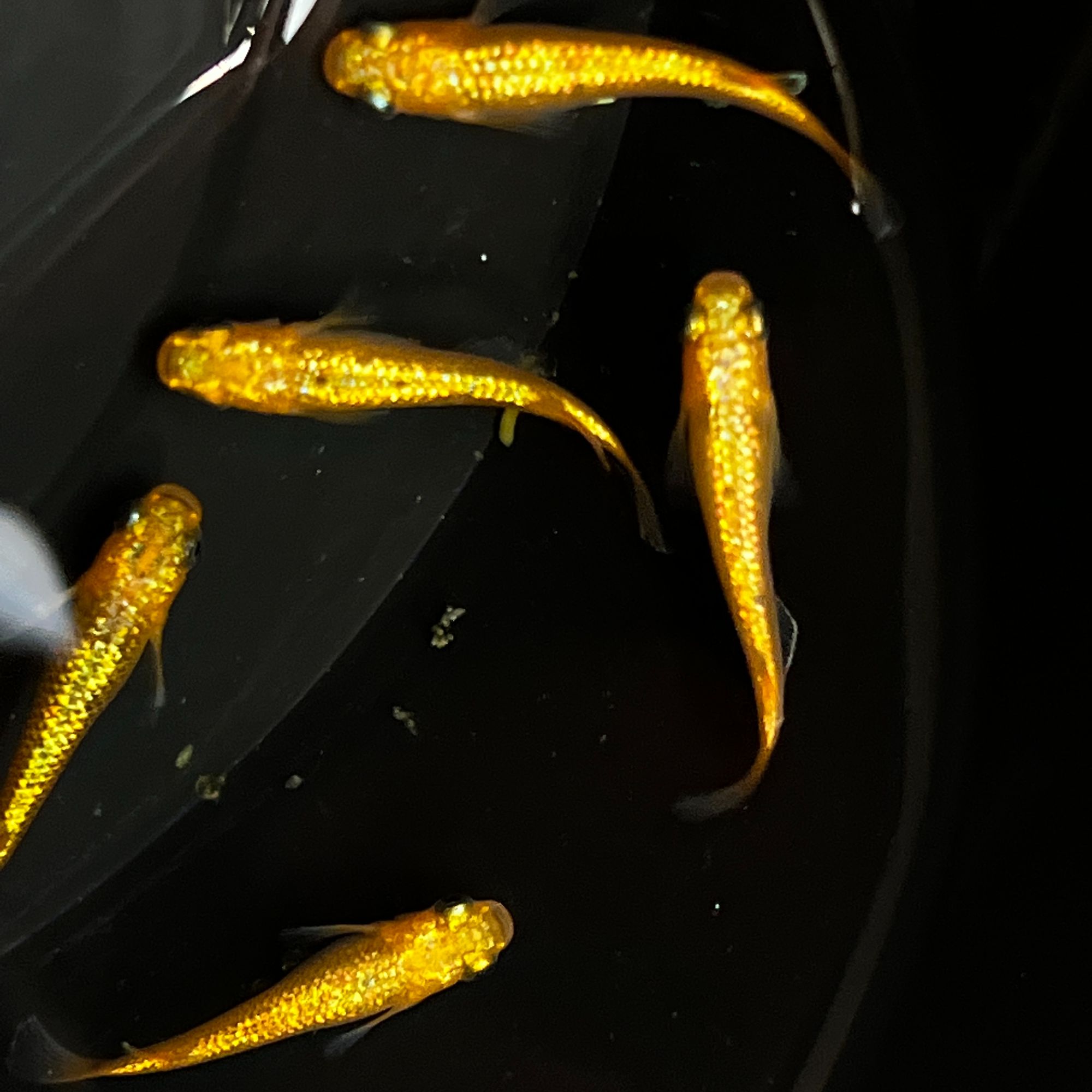 【金色阳光】观背青鳉 冷水广温小型观赏鱼